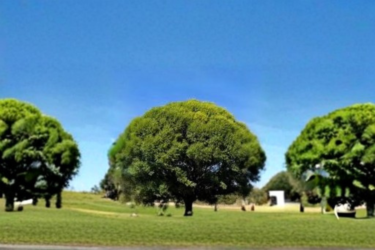 Live Globe Willow Tree 4-6 ft - Fast Growing Deciduous Shade Tree for Landscape - Salix matsudana ‘Tortuosa’