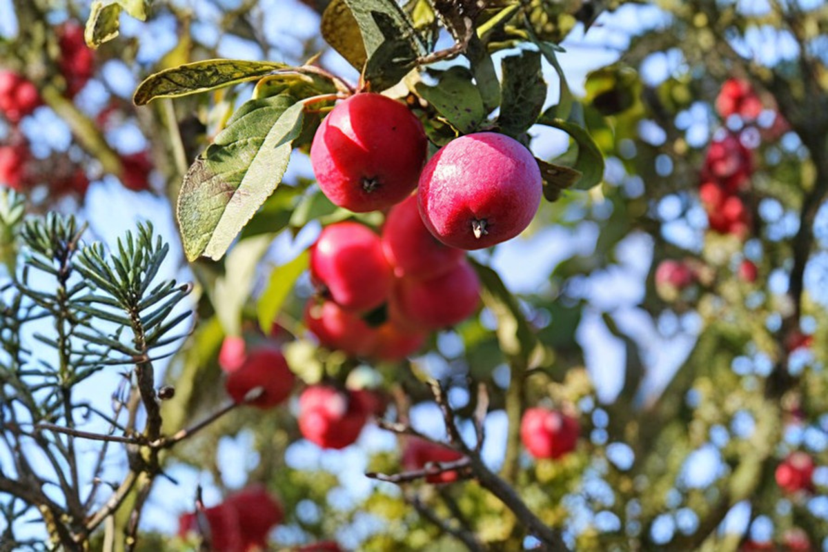 Callaway Fruiting Crabapple Tree 4-6 FT Live Plant - Ornamental Fruit Tree for Garden, Malus spp.