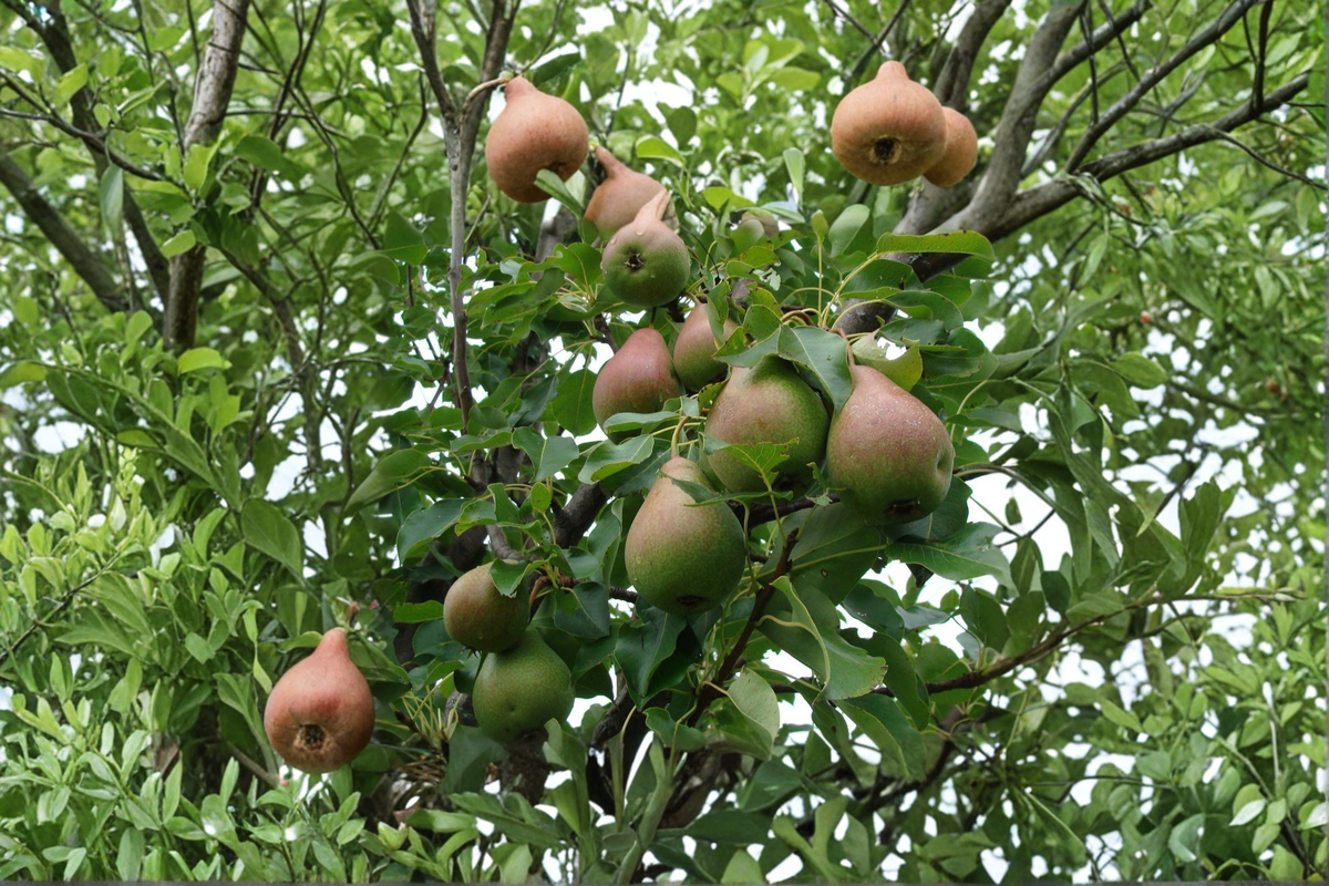 Live Magness Pear Tree 4-6 Ft - Sweet Pear Fruit Tree for Backyard Orchard, Pyrus communis, Edible Garden Plant