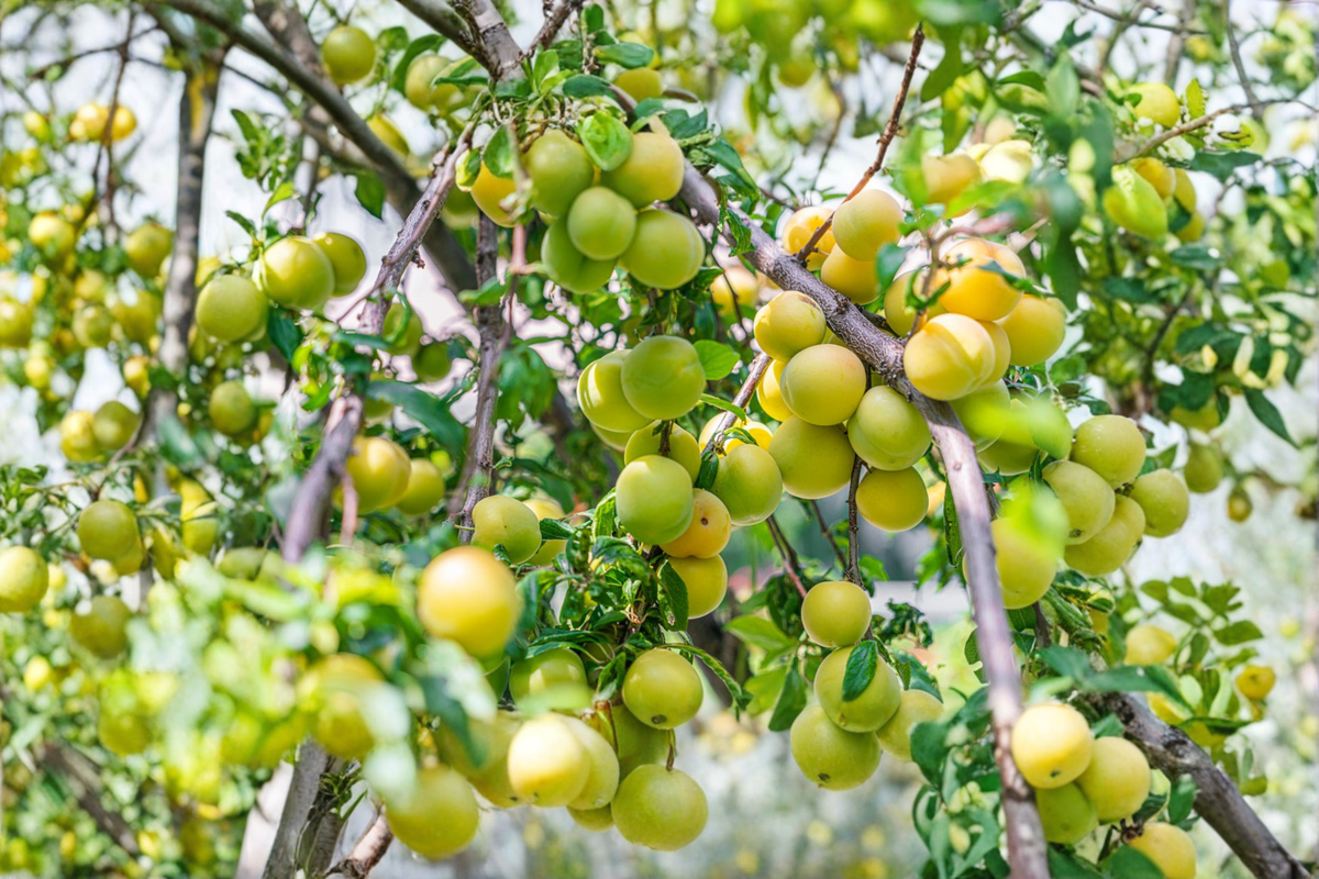 Live Green Gage Plum Tree 4-6 Ft - European Plum for Garden & Orchard (Prunus domestica) - Edible Fruit Plant, Sun-Loving Tree