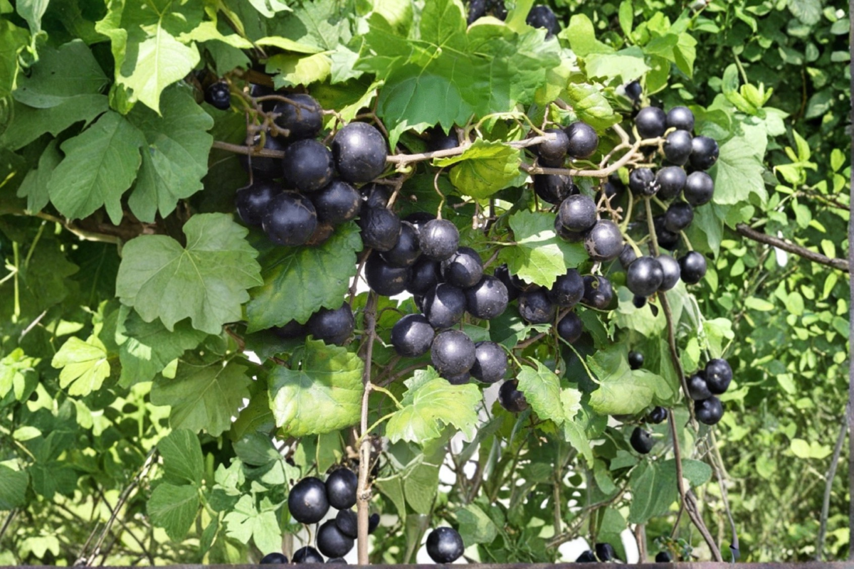 Black Lane Muscadine Grape Vine 2 Gal Plant - Vitis rotundifolia - Sweet Dark Purple Grapes for Garden Trellis & Vineyard