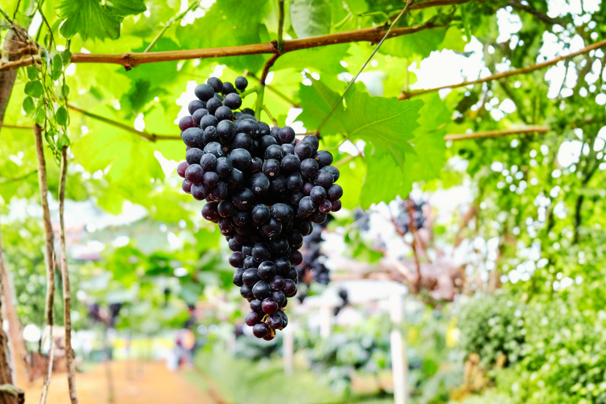 Black Monukka Seedless Grape Vine 3 Gal Live Plant - Vitis vinifera - Sweet Dark Grapes for Garden Trellis & Backyard Growing