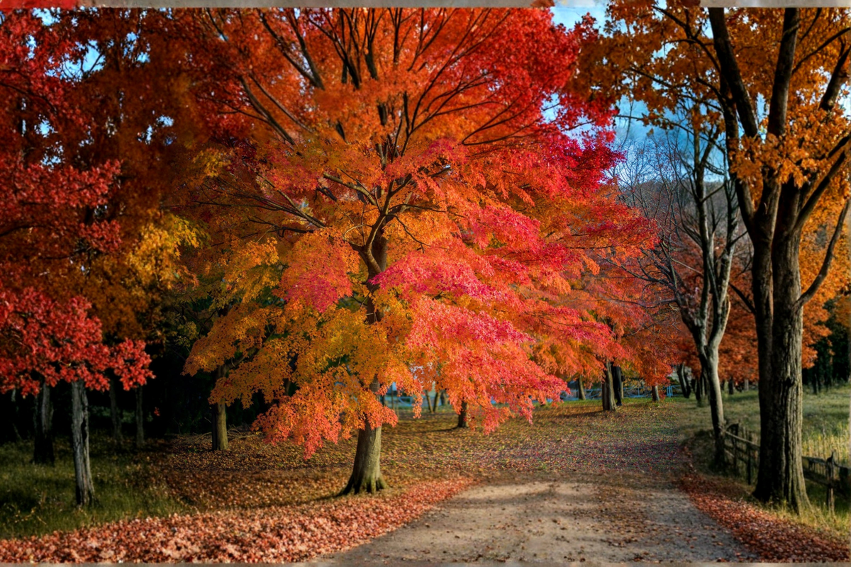 Native Red Maple Tree 4–6 ft Live Plant - Acer Rubrum Shade Tree with Red Yellow Fall Foliage for Garden Landscape