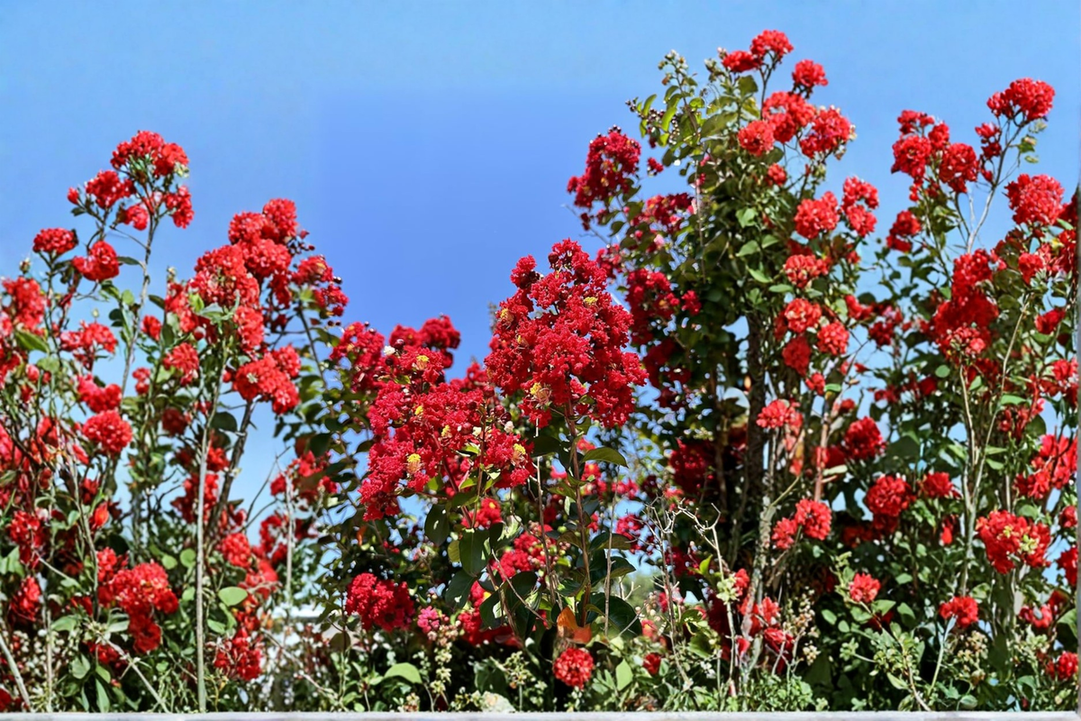 Dynamite Crape Myrtle Live Plant 4–6 ft Deep Red Flowering Lagerstroemia indica ‘Dynamite’ for Garden Landscaping