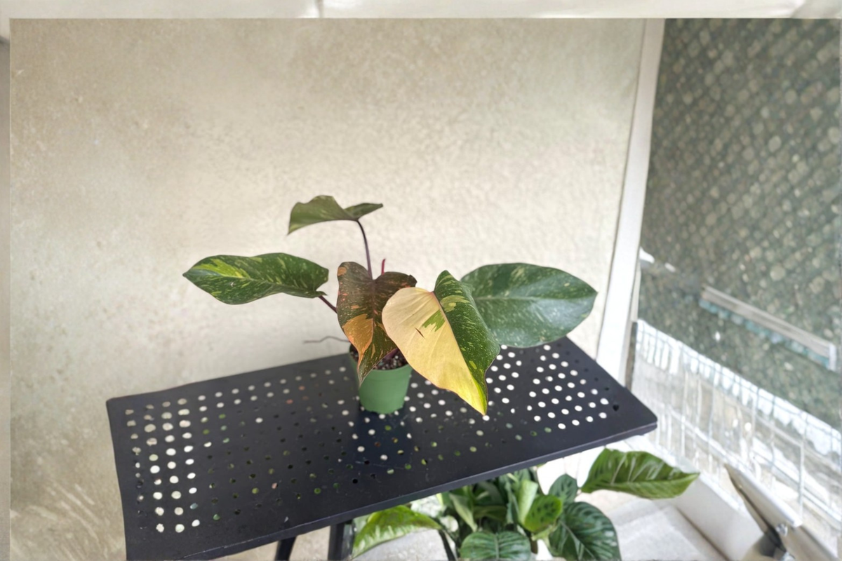 Philodendron Orange Princess Live Plant Cutting - Rare Variegated Tropical Houseplant - Philodendron ‘Orange Princess’