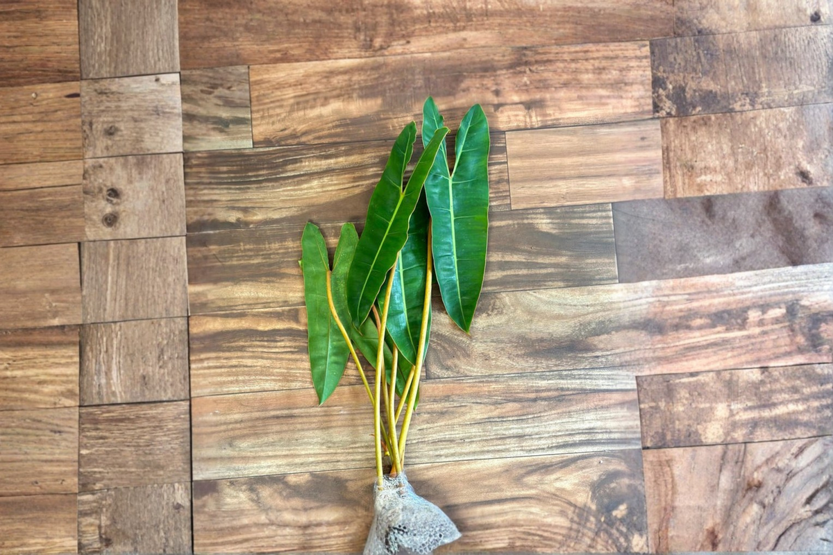 Philodendron Billietiae Live Plant Cutting, Rare Tropical Aroid Houseplant, Indoor Foliage, Philodendron billietiae