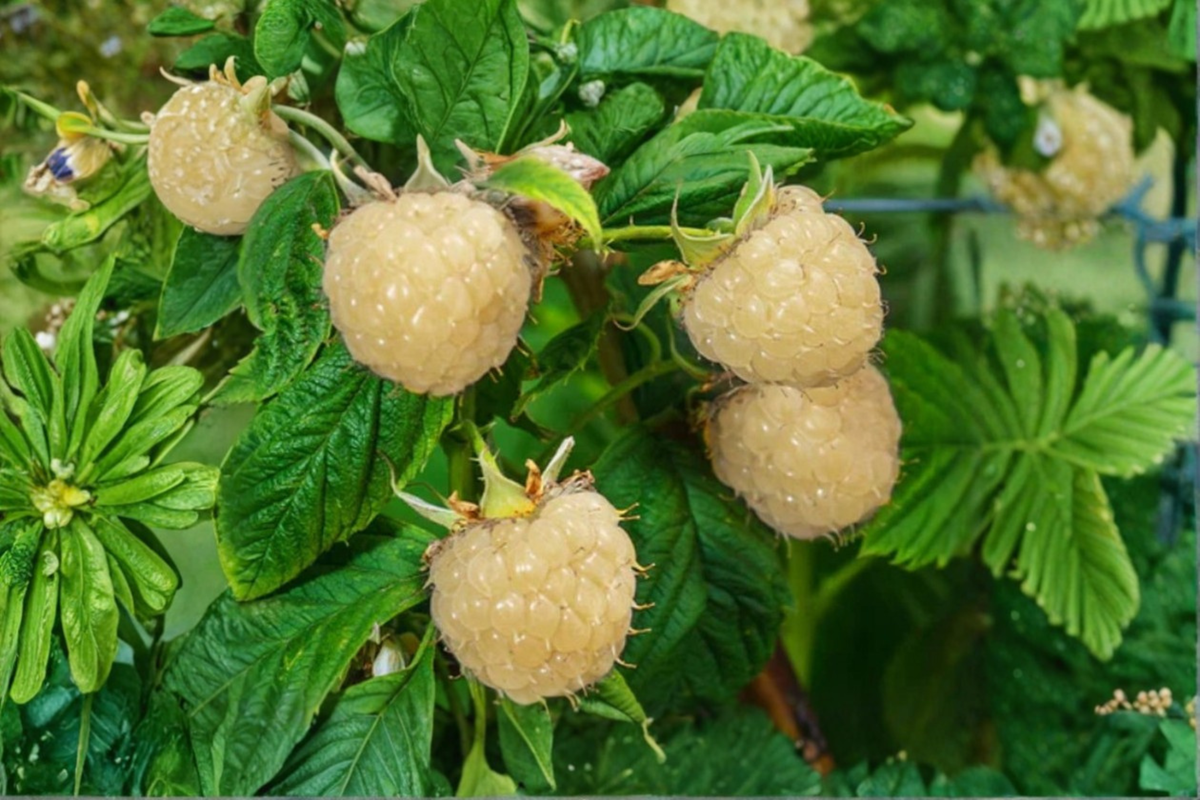Rare White Blackberry Seeds 30 Pack - Rubus spp. Sweet Berry Fruit Seeds for Backyard Garden Planting, USA Seller
