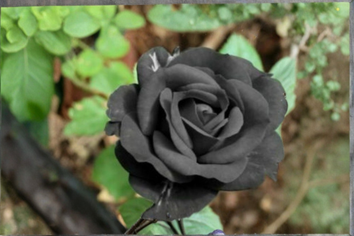English Dark Purple Rose Seeds - 20 Ornamental Flower Seeds - Rosa spp. - Ideal for Outdoor Gardens and Landscaping