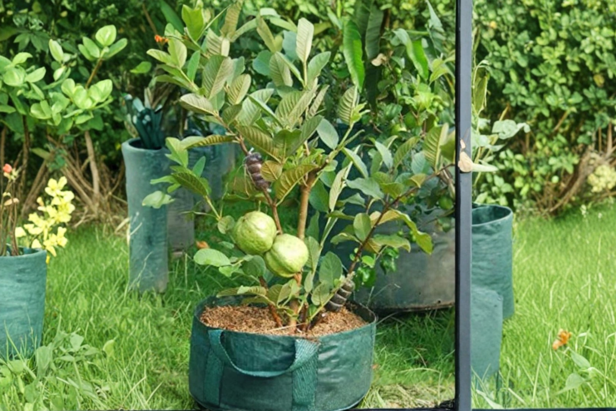 Dwarf Guava Seeds - 40 Seeds for Indoor or Outdoor Growing - Psidium guajava - Tropical Fruit Tree Variety