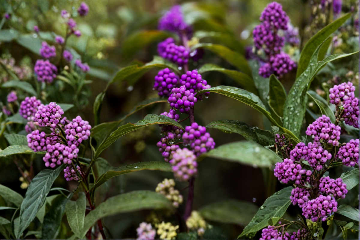 Purple American Beautyberry Live Plant 1-2 Ft Bare Root Shrub - Callicarpa americana - Wildlife & Pollinator Garden Plant