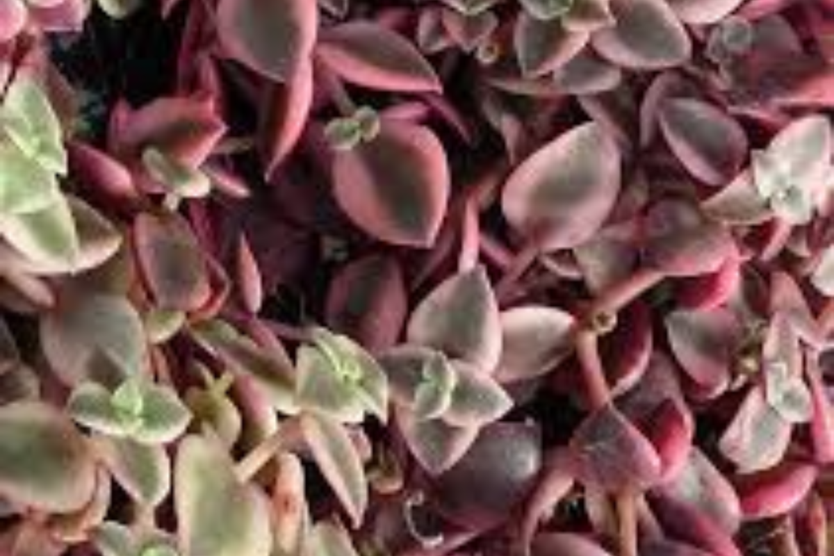 Calico Kitten Succulent 2 Inch Pot Variegated Crassula pellucida subsp. marginalis 'Variegata' Pink Cream Green Purple Foliage