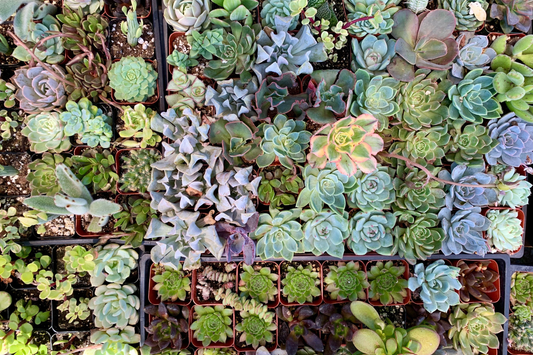 10 Assorted Succulent Cuttings - Unrooted Clippings for Terrariums & Dish Gardens - Fresh Variety Mix - Ideal for DIY Projects