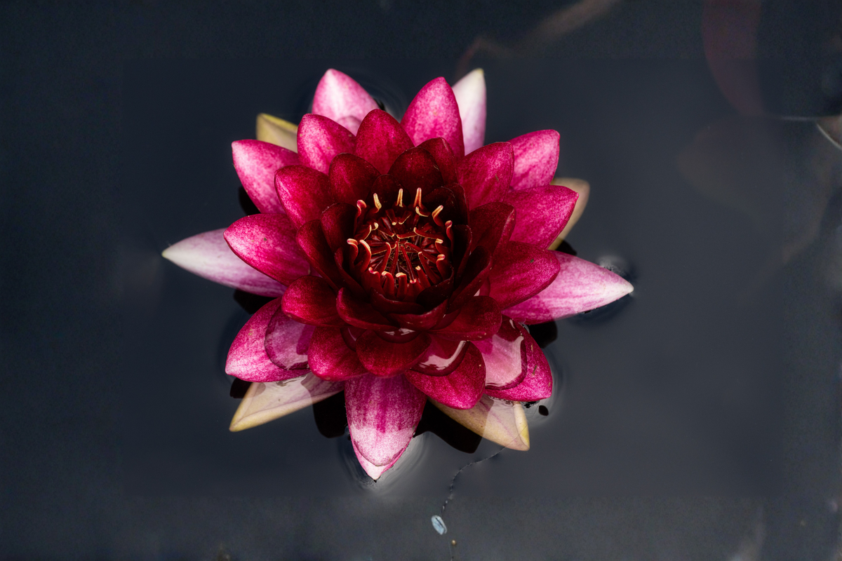 Winter Hardy Water Lily Tuber – Nymphaea 'Slocum's Almost Black' – Dark Red Blooms, Aquatic Plant for Ponds & Water Gardens
