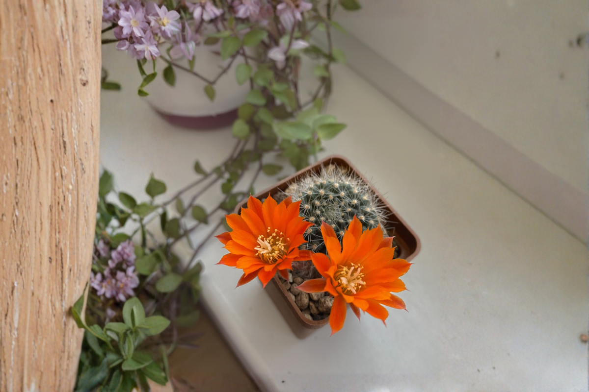 Live Rebutia minuscula Cactus Plant - Rare Collector Succulent - Compact Clustering Growth - Easy-Care Ornamental Cactus