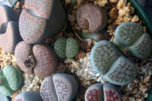 10 Assorted Lithops Succulents - Living Stones, 0.8 Inch Each, Unique Colors and Patterns - Lithops spp.