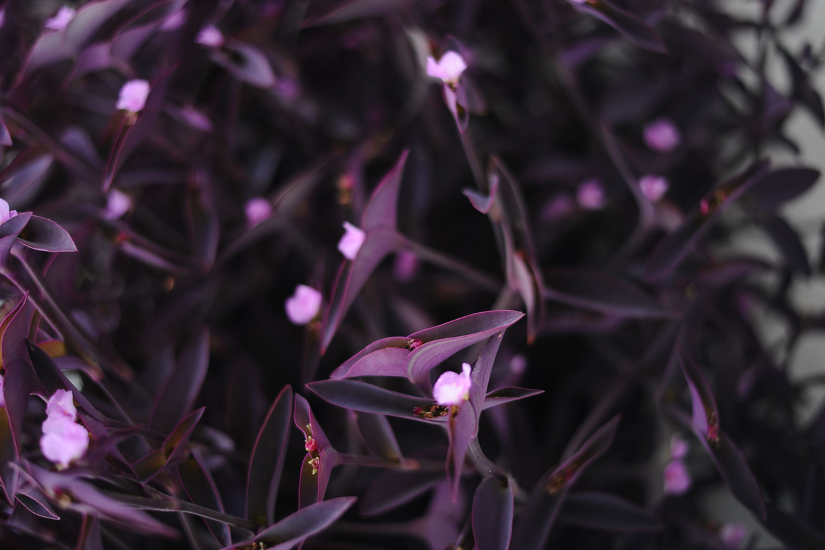 Purple Heart Cuttings 10 Pack - Tradescantia pallida 'Purpurea' - Vibrant Purple Foliage for Containers and Hanging Baskets