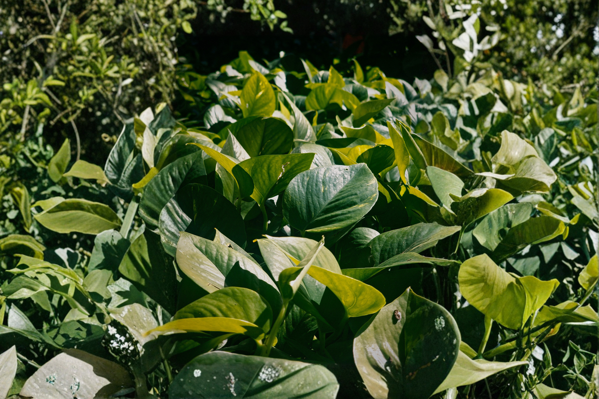 Jade Pothos Live Plant - 4 Inch Pot - Solid Green Foliage - Epipremnum aureum - Easy Care Tropical Houseplant