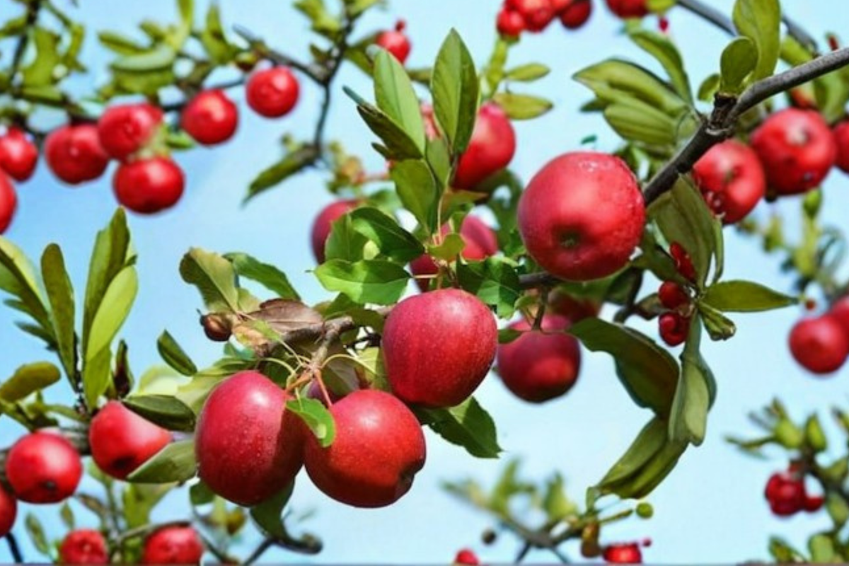 Red Spy Apple Tree - 4-6 Ft Live Fruit Tree - Northern Spy Apples - Malus domestica - Garden Orchard Plant