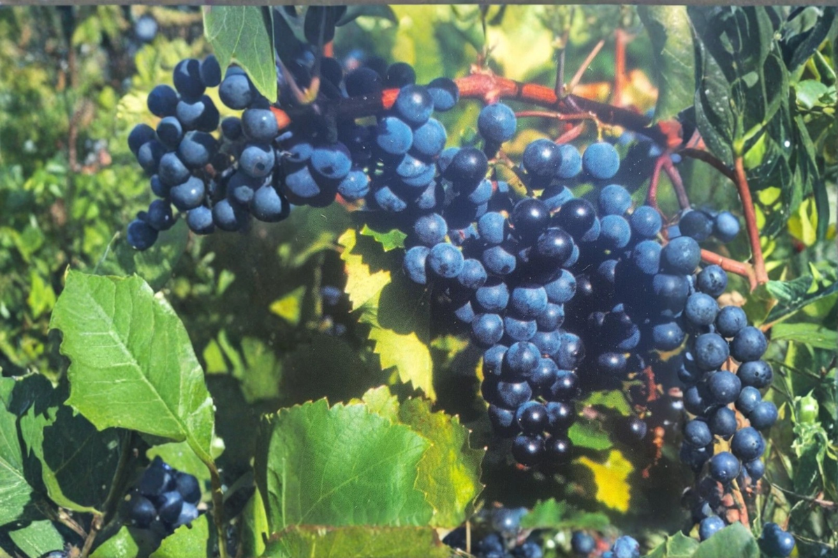 Concord Grape Vine Live Plant 2 Gallon Pot, Sweet Fruit Vine for Garden Trellis, Vitis labrusca