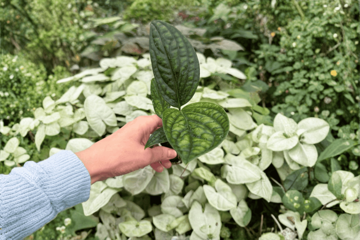 Variegated Monstera Peru Starter Plants - 2 Live Plugs - Monstera karstenianum - Tropical Ornamental Aroid