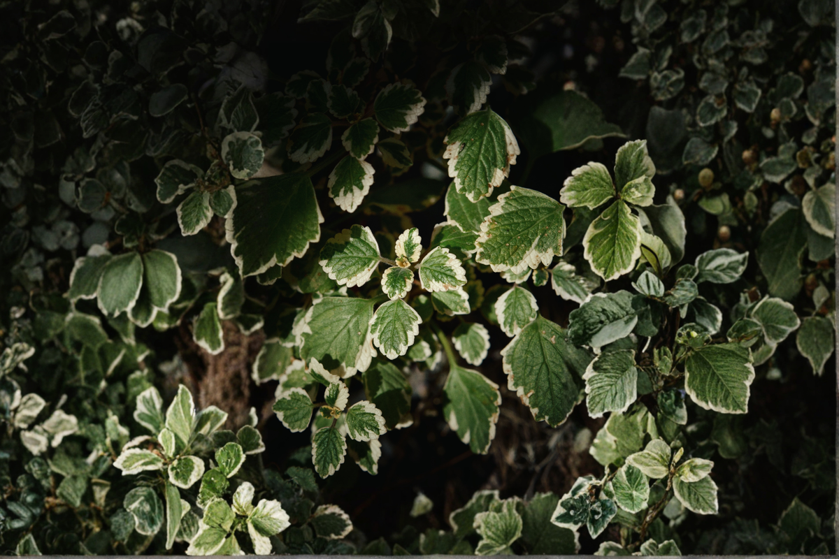 Variegated Swedish Ivy Live Plant in 4-Inch Pot - Plectranthus forsteri 'Marginatus' - Indoor Houseplant with Creamy White Edges