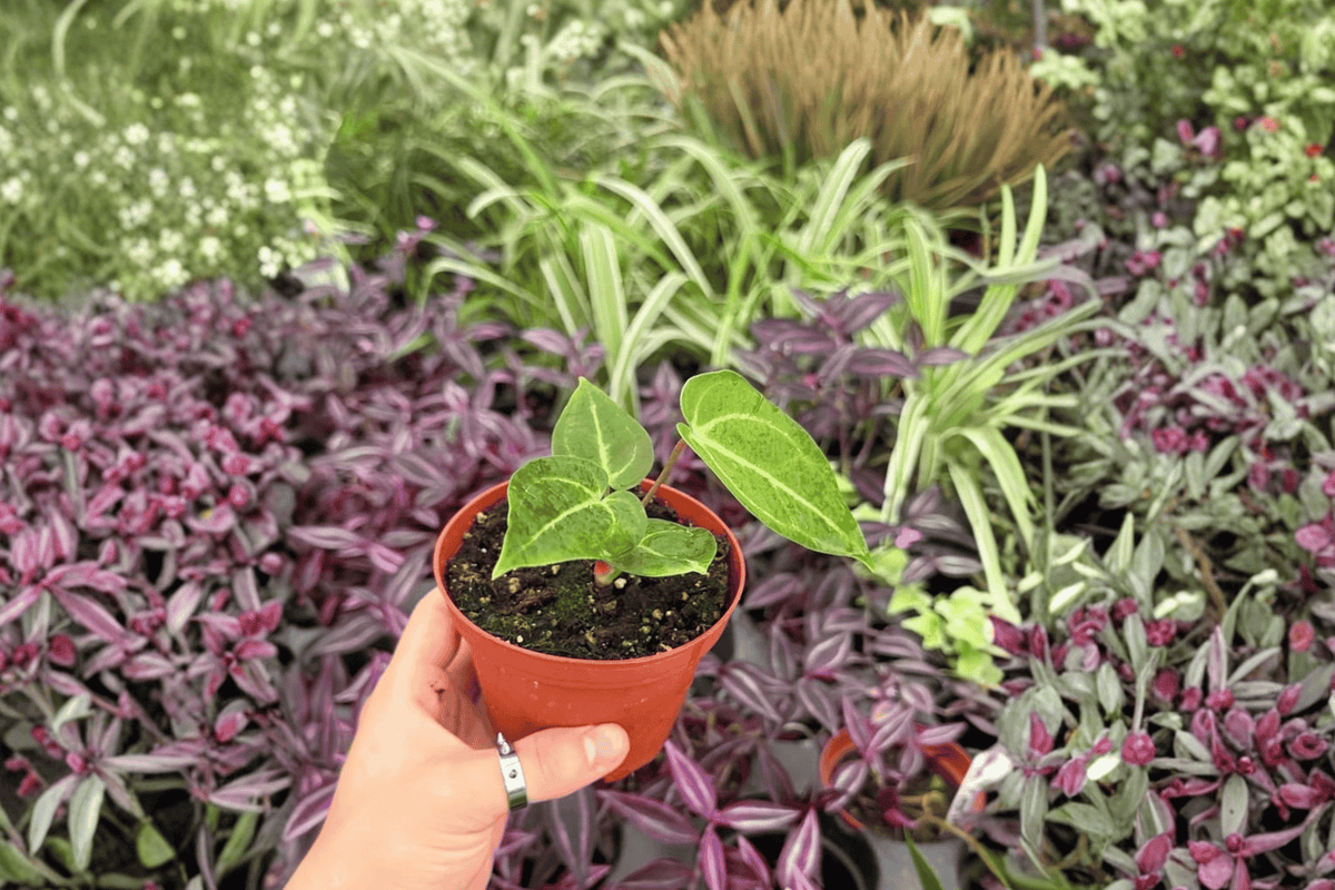 Anthurium Venom × Xone Live Plants - 4-Inch Size - Tropical Hybrid Foliage - Anthurium Hybrid