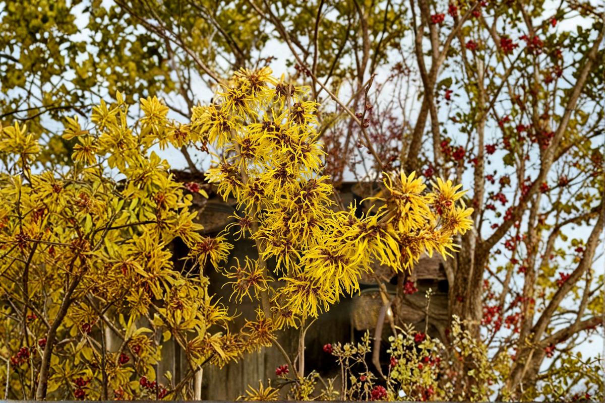 Witch Hazel ‘Ostergold’ Live Plant 12” Bare Root Yellow Winter Blooming Shrub Hamamelis x intermedia for Garden Landscape
