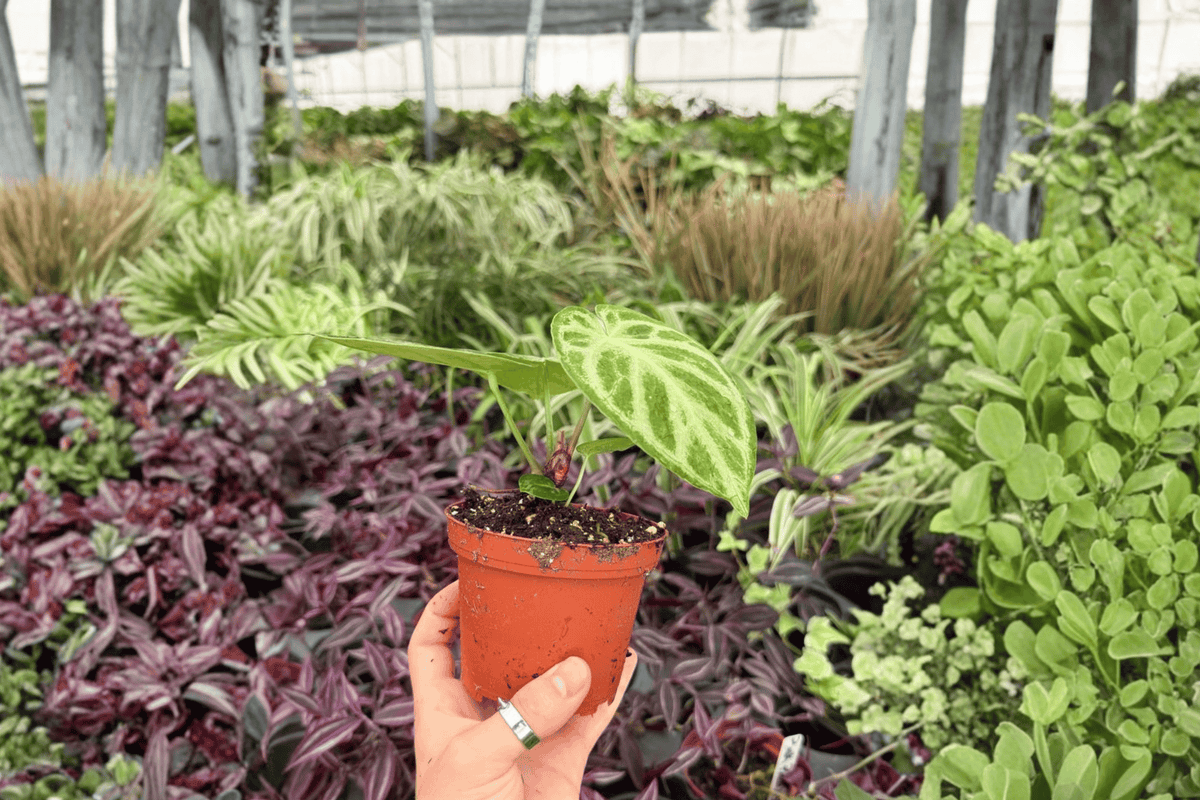 Anthurium Silver × Ferrari Hybrid Plants - 4-Inch Pots - 2 Exact Live Plants - Anthurium Hybrid - Ornamental Tropical Foliage