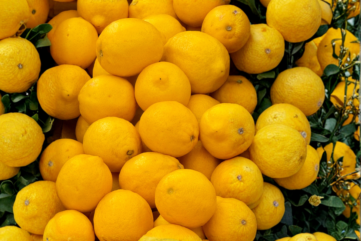 Meyer Lemon Tree Live Plant 3-4 Ft Dwarf Citrus Citrus × meyeri for Container Garden Patio Greenhouse