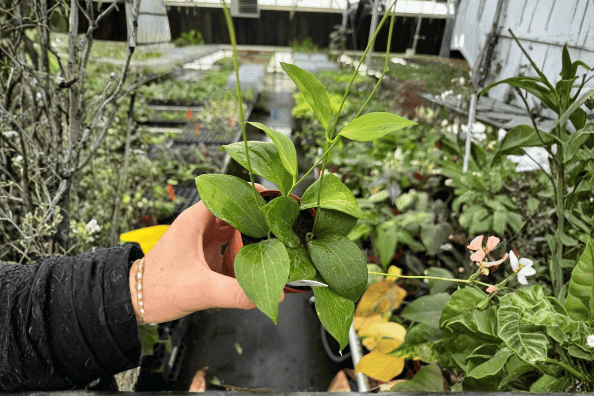 2 Hoya pottsii Live Plants in 4-Inch Pots - Tropical Vining Houseplant - Hoya pottsii - Glossy Foliage & Fragrant Flowers