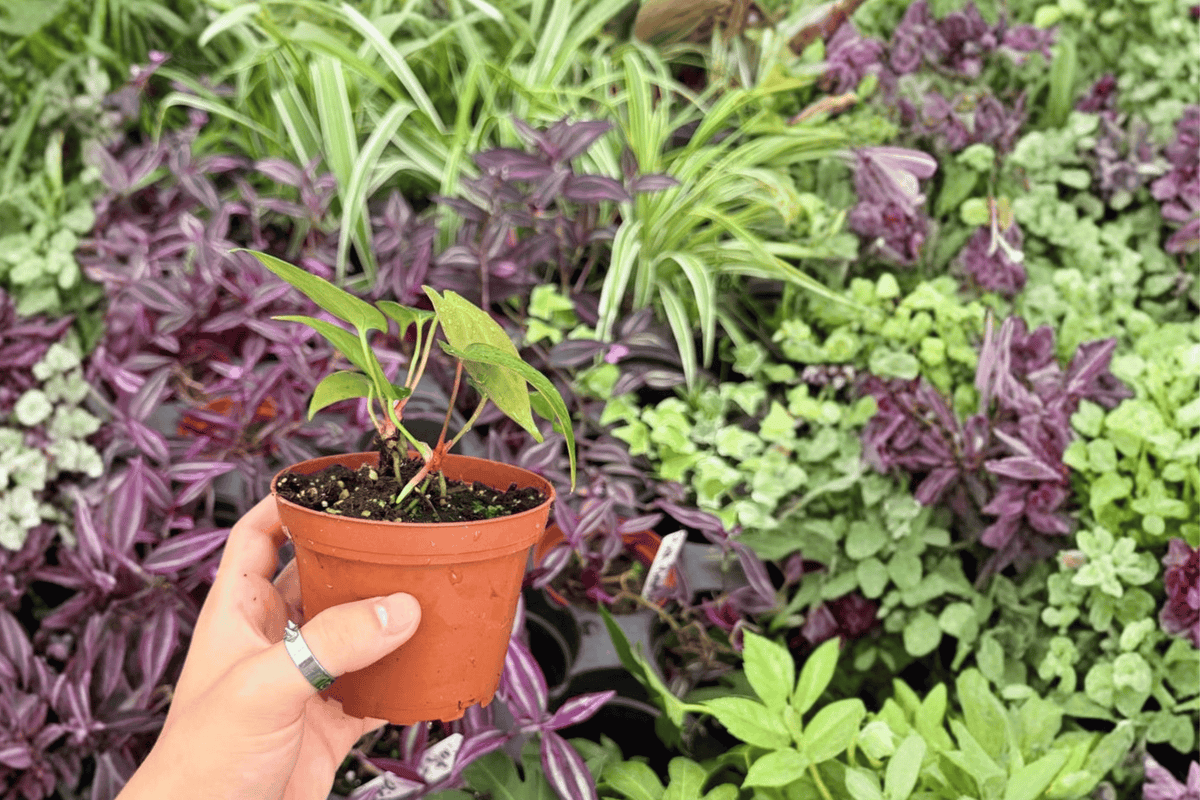 Anthurium Live Plants - 4" Fort Sherman × Xone Hybrid - Tropical Foliage - Anthurium hybrid - 2 Exact Bare Root Plants