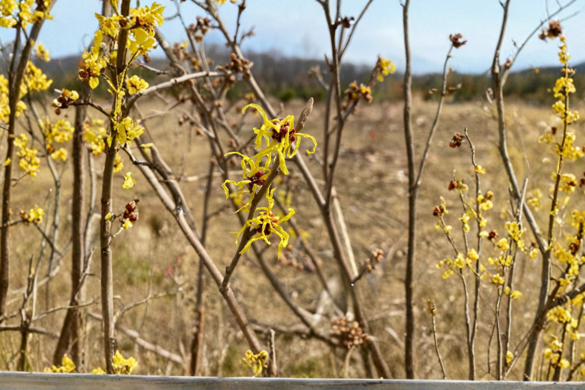 Heinrich Bruns Witch Hazel Live Plant Bare Root - Hamamelis × intermedia - Winter Flowering Deciduous Shrub - 24 Inches Tall