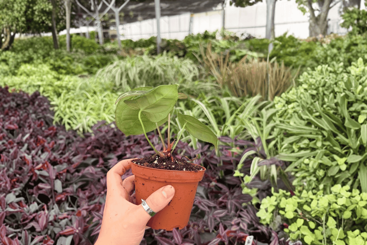 Anthurium Plants - 4-Inch Pots - Hoffmannii x Green Mamba Hybrid - Live Tropical Ornamental Foliage - Exact 2-Pack