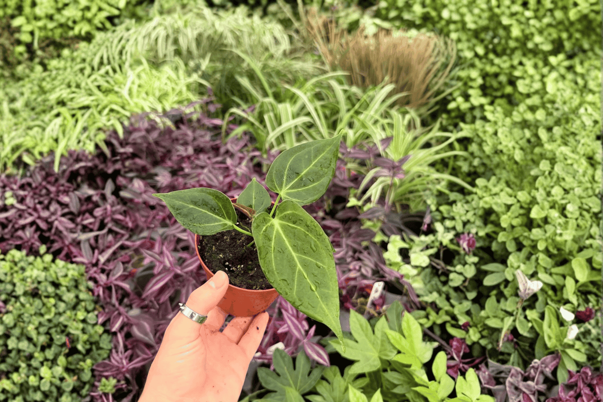 Anthurium Live Plants - 4-Inch Pots - Stickly x Guna Yala Hybrid - Tropical Ornamental Foliage - 2 Exact Plants Included