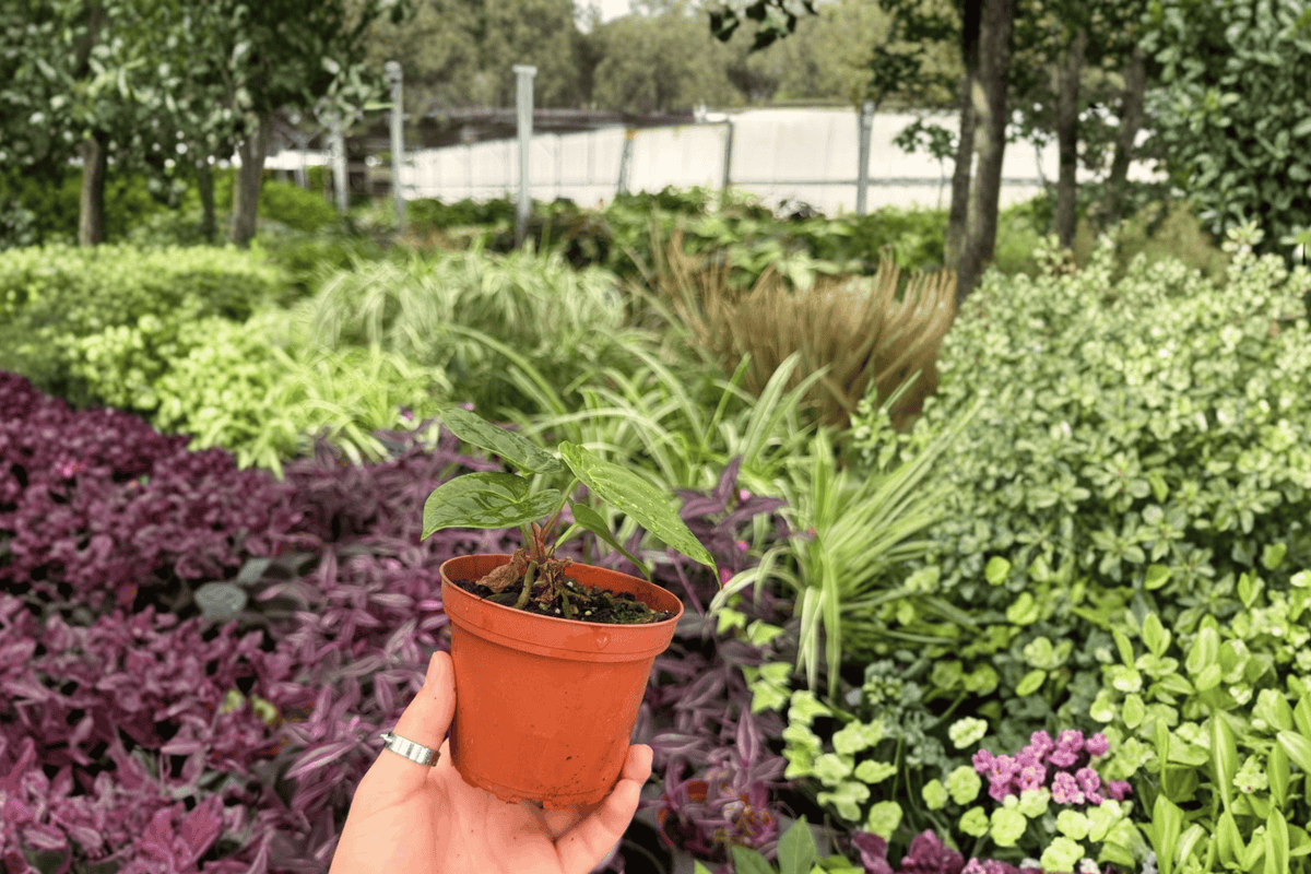 2 Anthurium AOS x Silver Live Plants in 4-Inch Pots - Tropical Foliage Hybrid - Anthurium hybrid (AOS x Silver)