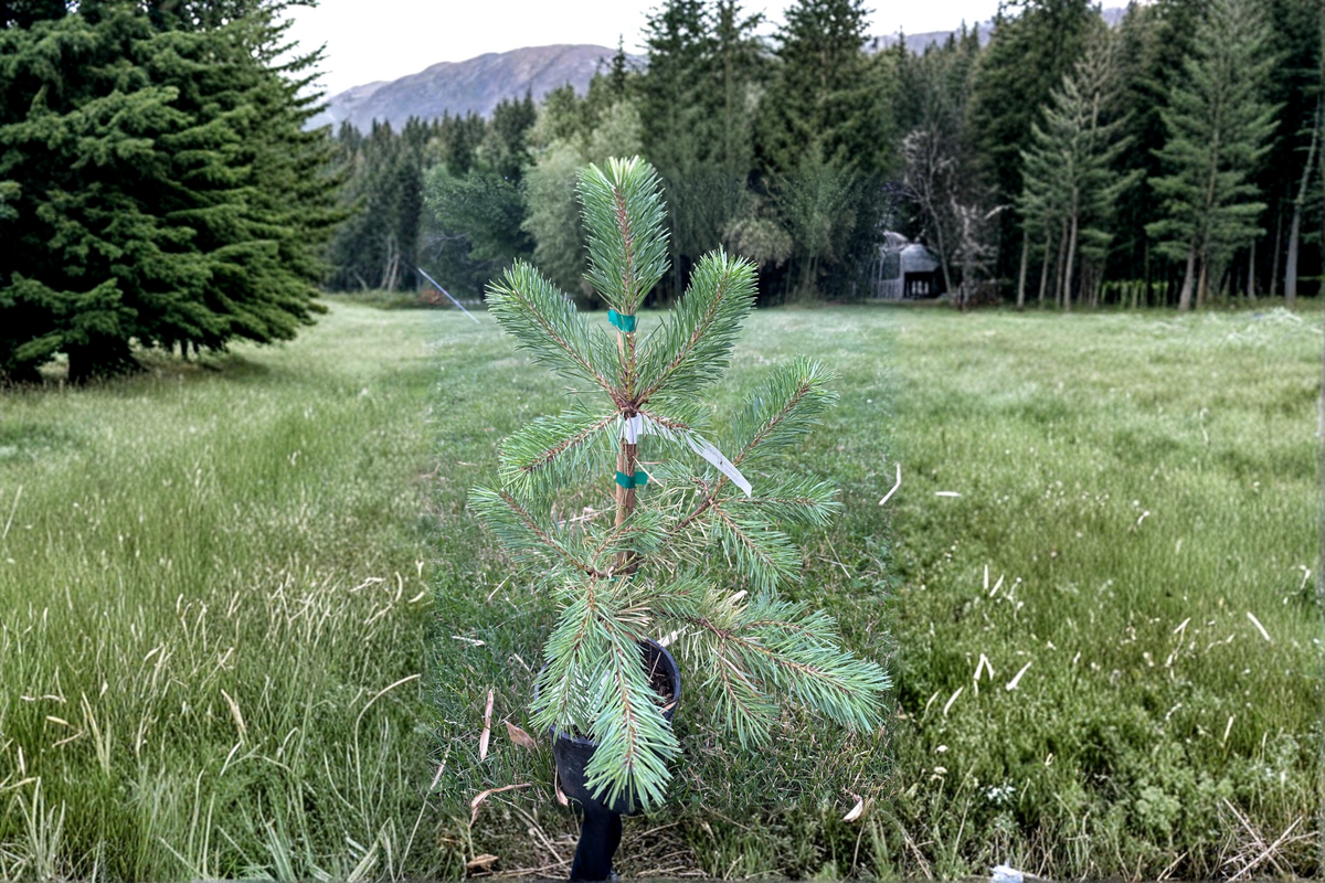 Buchanan's Gold Scots Pine Live Plant 1 Gallon Pot Golden Evergreen Conifer Pinus sylvestris ‘Buchanan’s Gold’