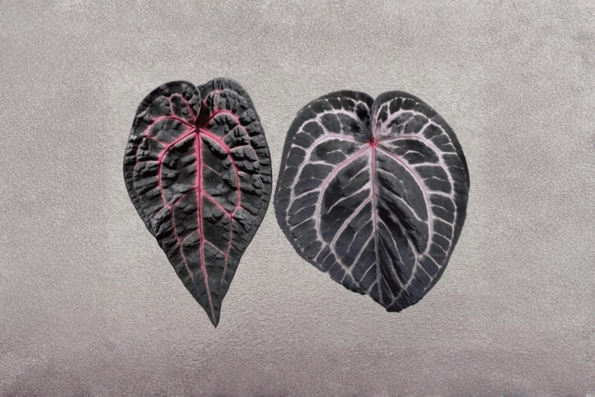 2 Anthurium Dream Weaver × Michelle Tissue Culture Plants Bare Root - Tropical Aroid Houseplant - Anthurium Dream Weaver × Michelle