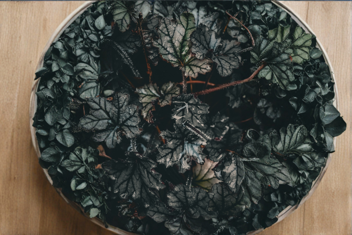 Heuchera Black Taffeta Live Plants 3 Rooted Starters 1 Qt Pots Dark Foliage Coral Bells Perennial Garden Plant