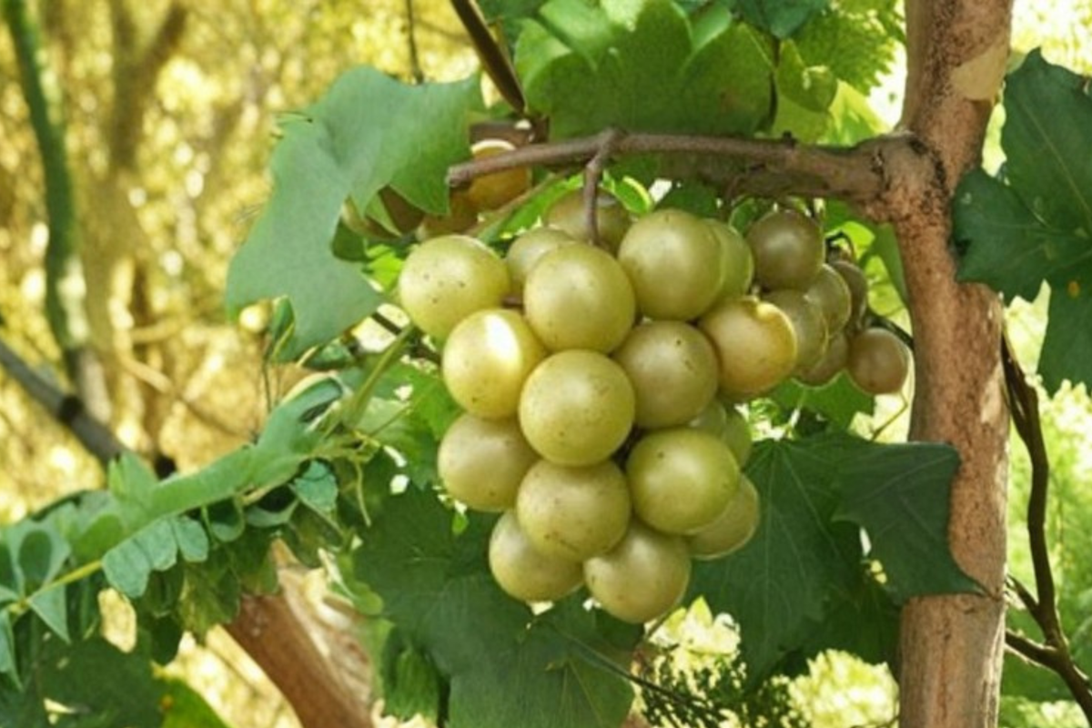 Scuppernong Muscadine Grape Vine 3 Gallon Live Plant - Bronze Sweet Grapes, Climbing Vine for Garden (Vitis rotundifolia)