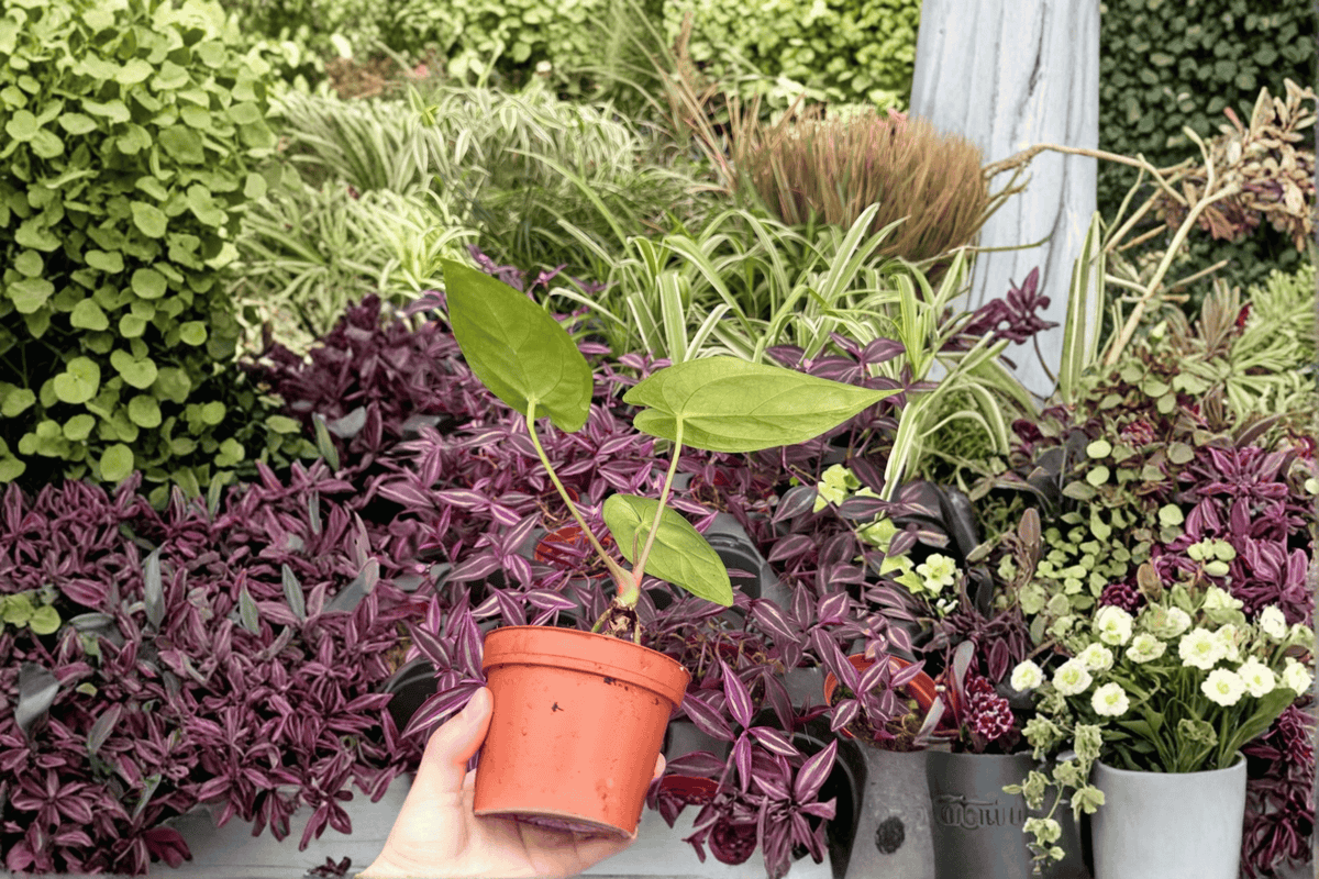 Anthurium Live Plants - 4" Anthurium Xone × Subsignatum Hybrid - Tropical Ornamental Aroid - Bare Root, 2 Exact Plants