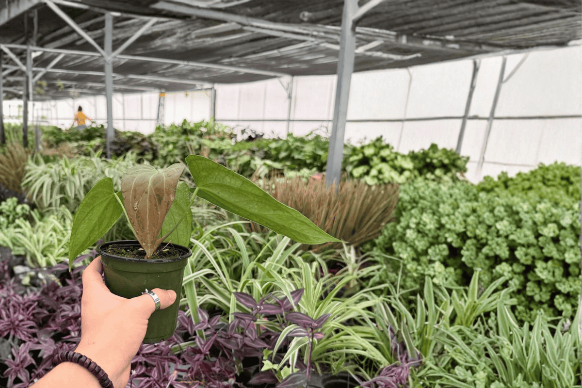 Anthurium Live Plants - 4-Inch Pots - Red Sinus x Hulk Hybrid - Ornamental Tropical Foliage - Anthurium Hybrid
