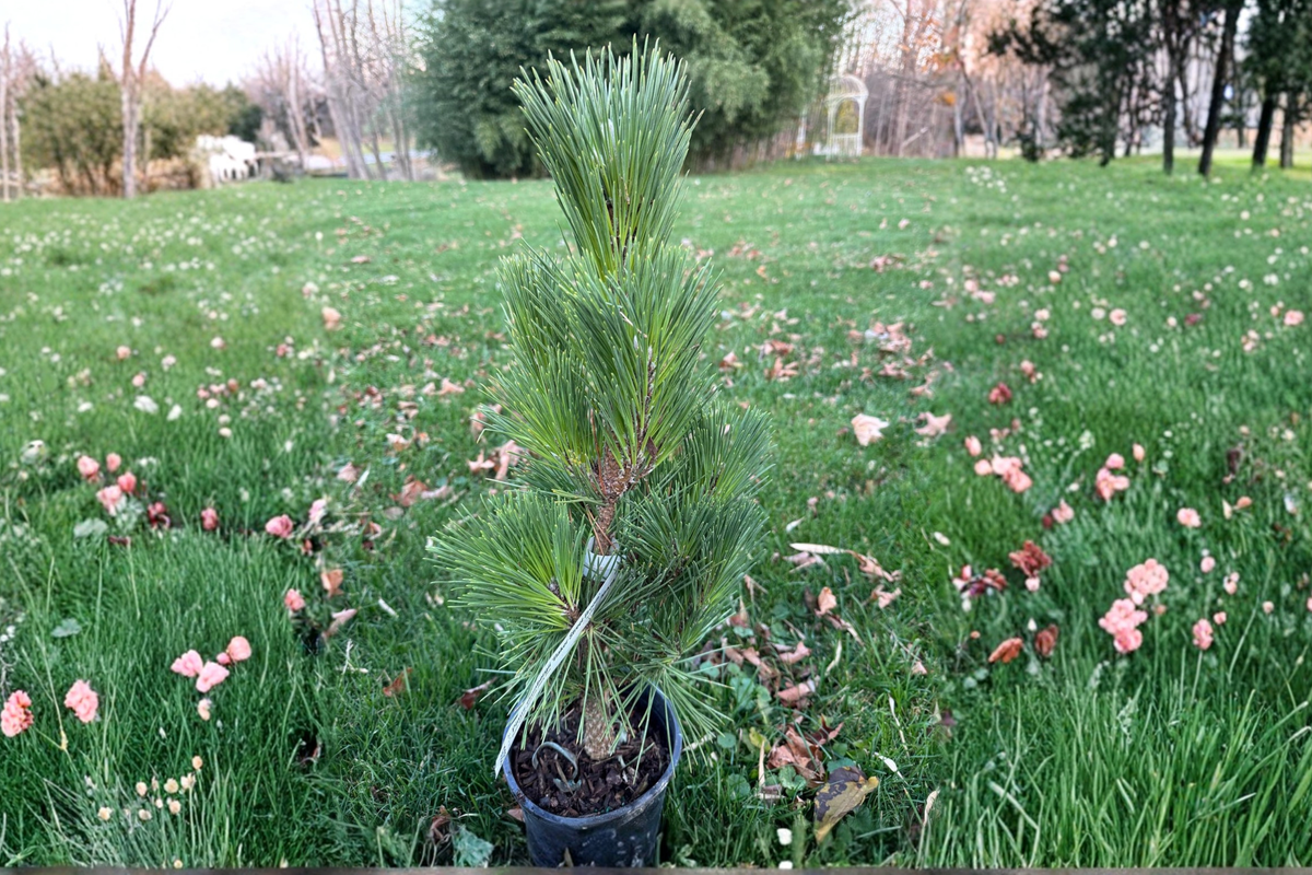 Baker Street Broom Japanese Black Pine Live Plant 12 Inch Dwarf Evergreen Bonsai – Pinus thunbergii in 1 Gallon Pot