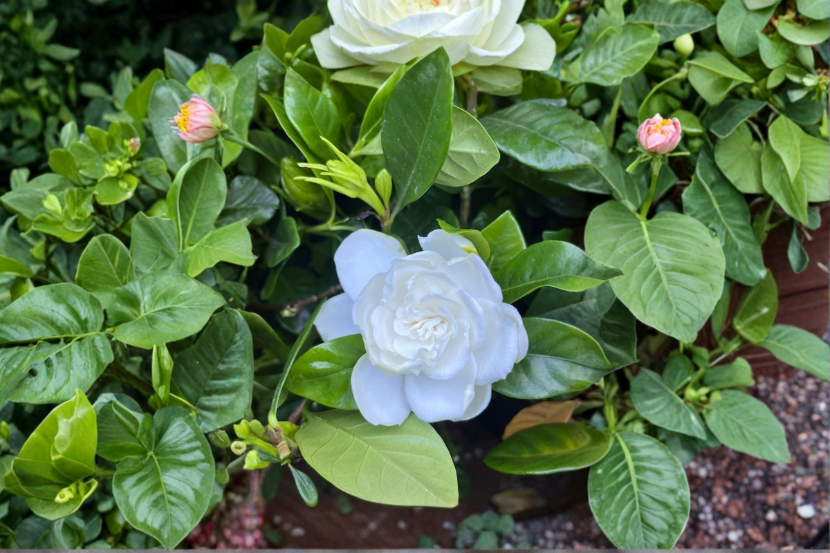 Gardenia Live Plant - 1 Inch Rooted Starter - Cape Jasmine, White Flowers - Gardenia jasminoides - Free Shipping