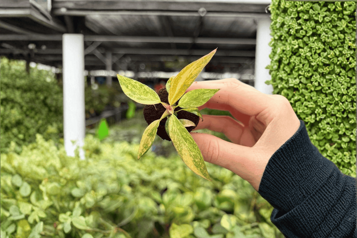 Philodendron ‘Orange Princess’ Live Starter Plants – 2 Rooted Plugs – Tropical Foliage Aroid - Philodendron ‘Orange Princess’