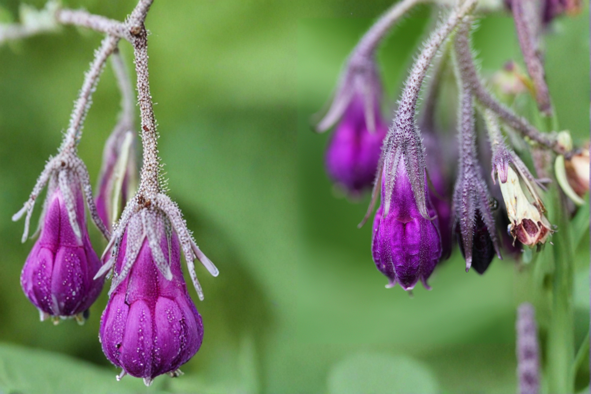 Bocking 14 Russian Comfrey Crown Cutting - 1 Live Root Cutting - Symphytum × uplandicum - Hardy Perennial for Gardens