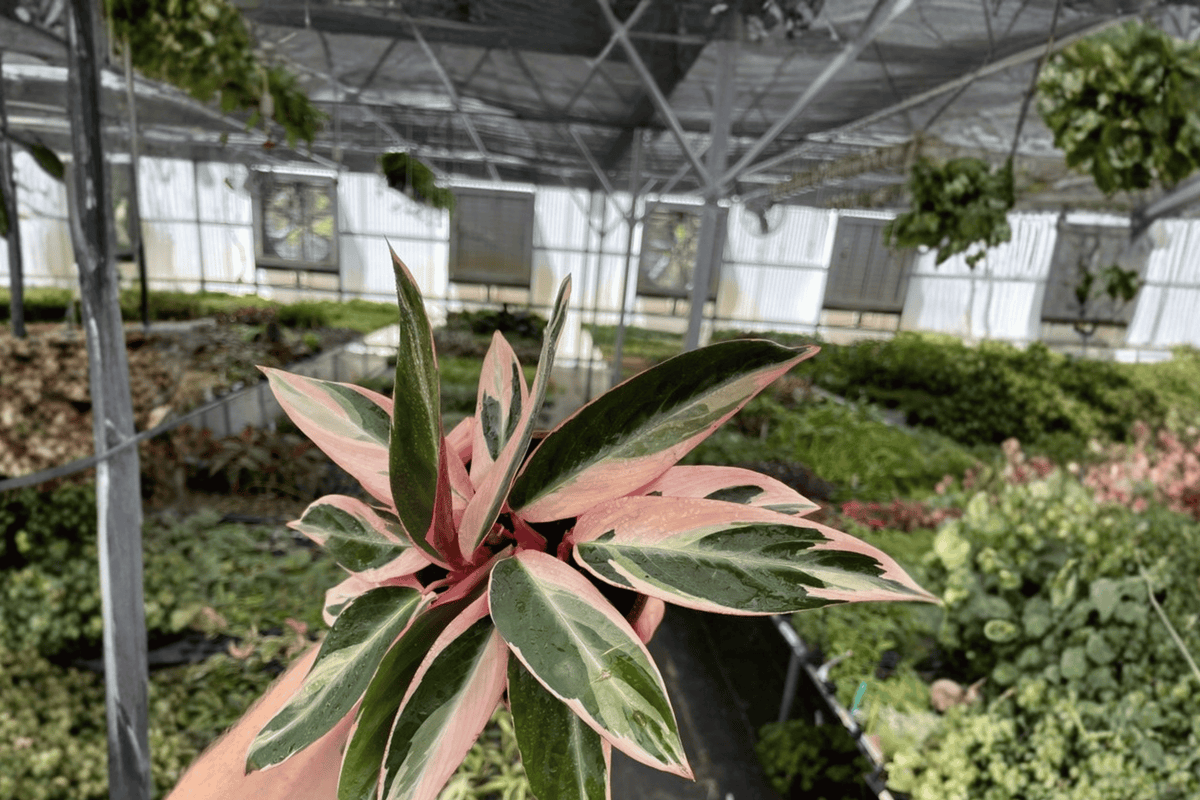 2 Stromanthe Triostar Live Plants - 4-Inch Pots - Variegated Foliage - Stromanthe sanguinea 'Triostar' - Tropical Houseplant