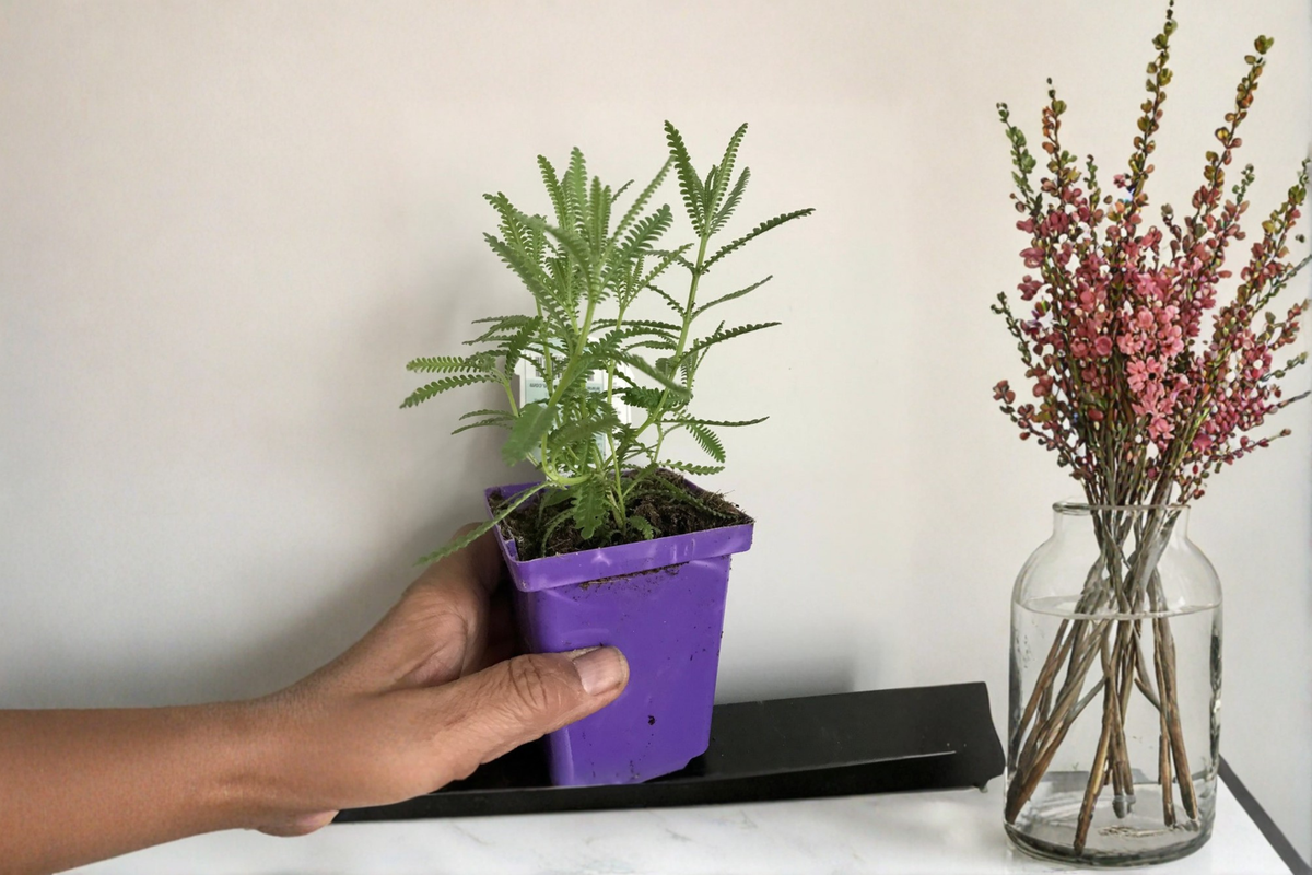 Live French Lavender Plant 5-8 Inch Lavandula Multifida Rooted Ornamental Garden Plant with Purple Blooms - Free Shipping