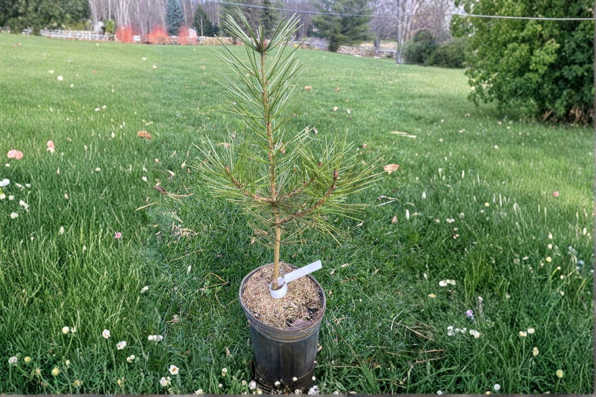 Great Wall Lacebark Pine 12 Inch Live Plant, Ornamental Evergreen Conifer, Pinus bungeana ‘Great Wall’, 1 Gallon Pot