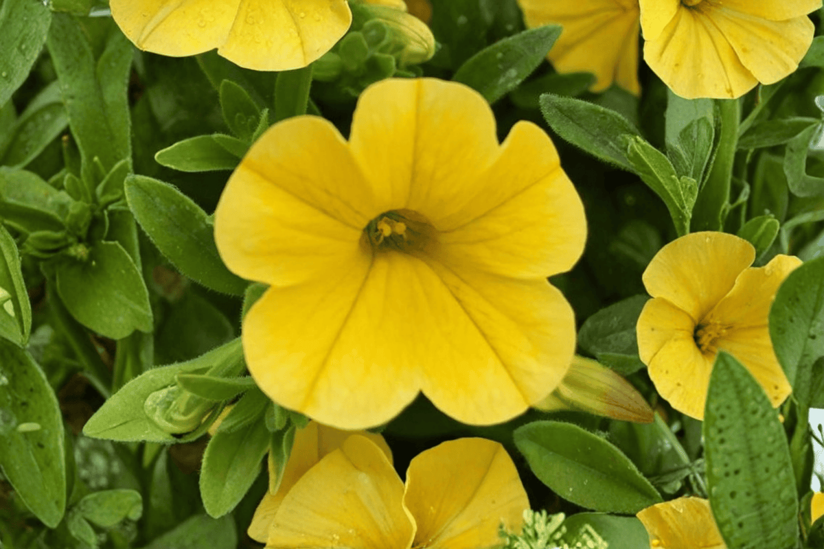 MiniFamous Uno Yellow Million Bells Plant - 4-Inch Pot - Ornamental Calibrachoa - Perfect for Containers and Hanging Baskets