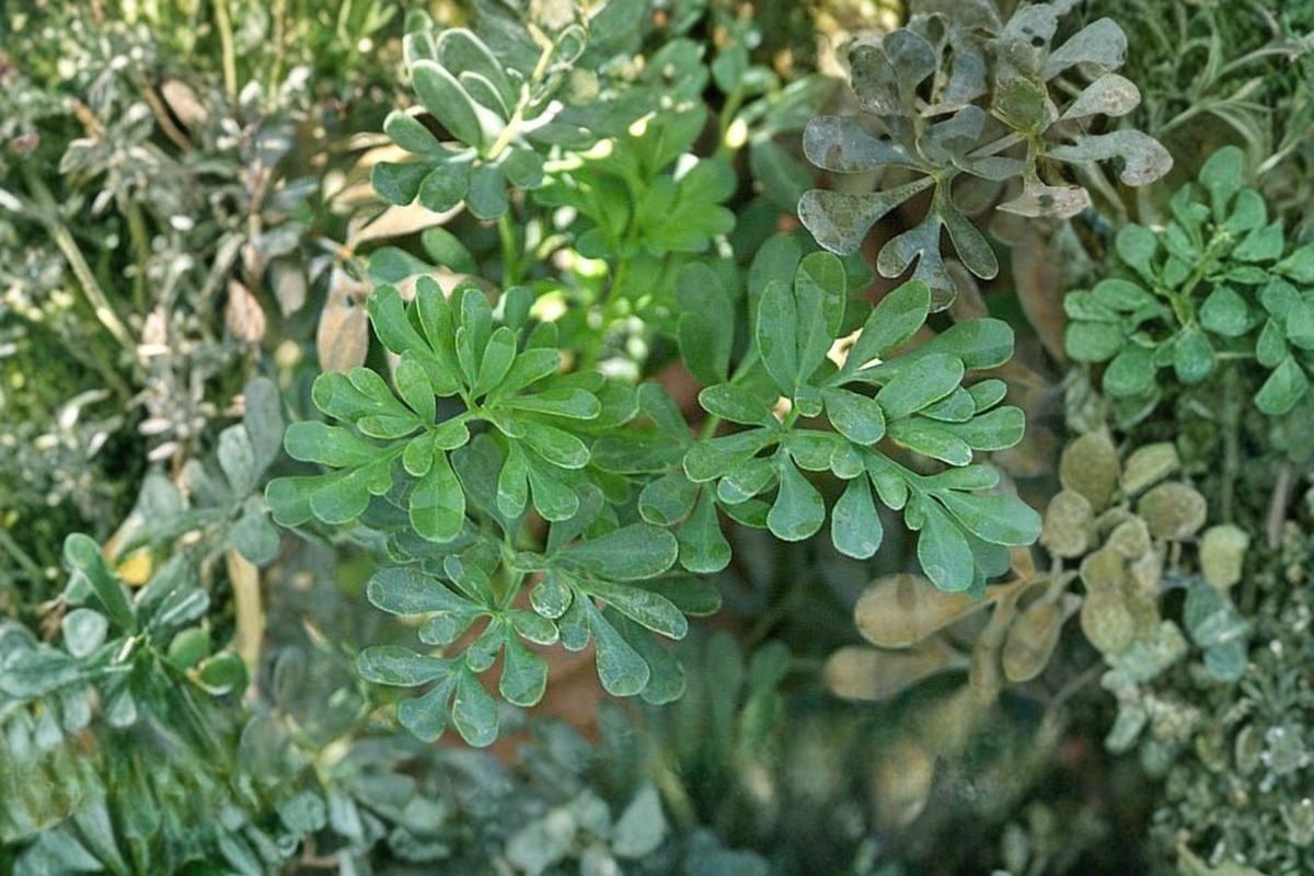 Rue Live Herb Plant - 3.5-Inch Pot - Ruta graveolens - Aromatic Blue-Green Foliage for Herb Gardens and Containers